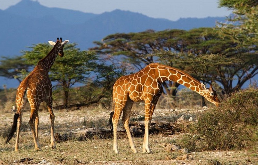 Queen Elizabeth National Park