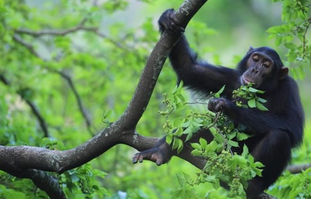 Kibale National Park