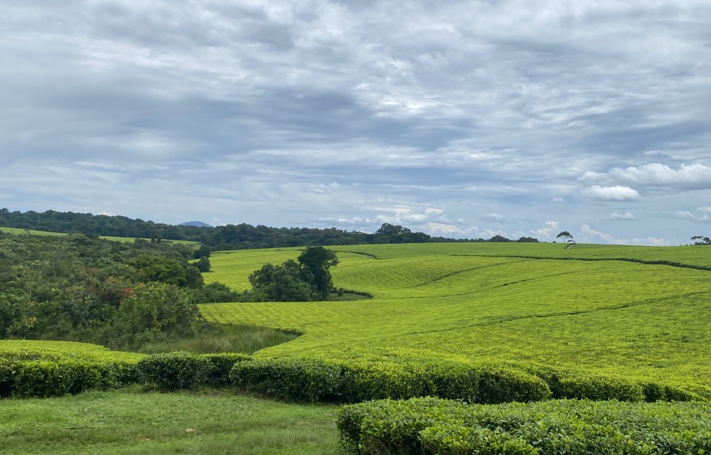 Tea Plantations